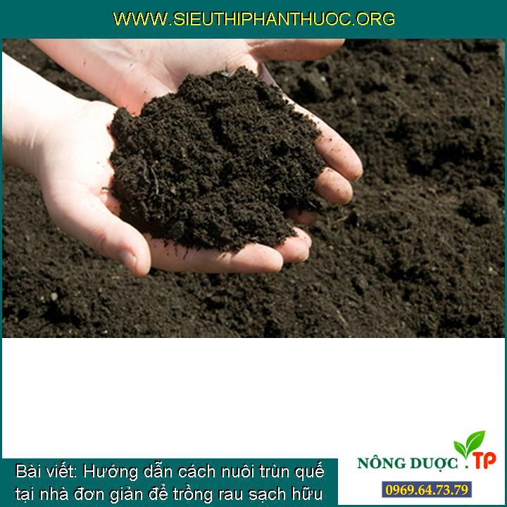Hướng dẫn cách nuôi trùn quế tại nhà đơn giản để trồng rau sạch hữu cơ