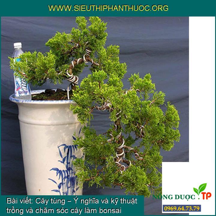 Cây tùng – Ý nghĩa và kỹ thuật trồng và chăm sóc cây làm bonsai