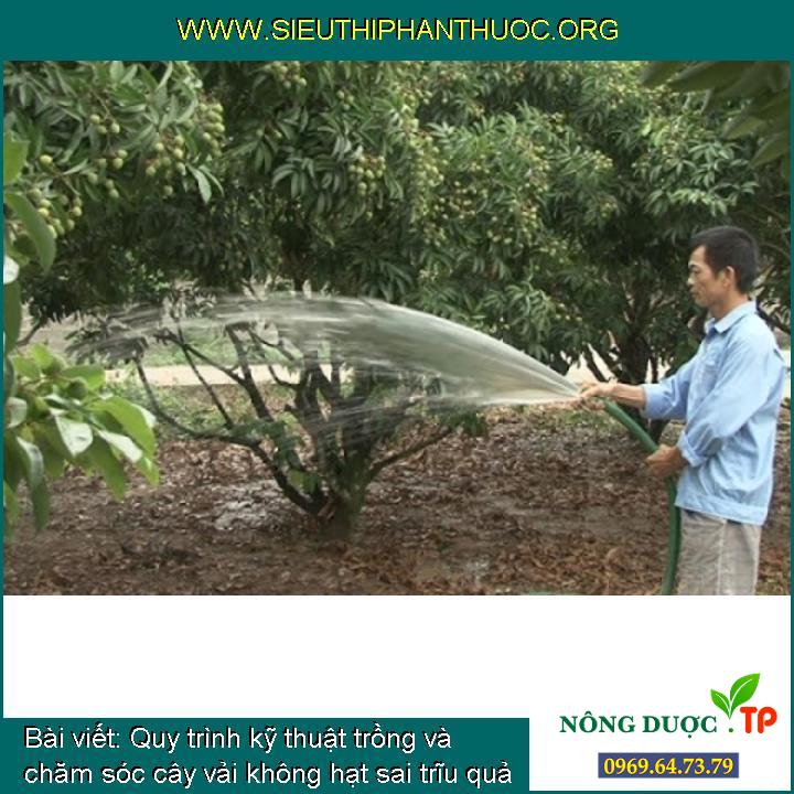 Quy trình kỹ thuật trồng và chăm sóc cây vải không hạt sai trĩu quả