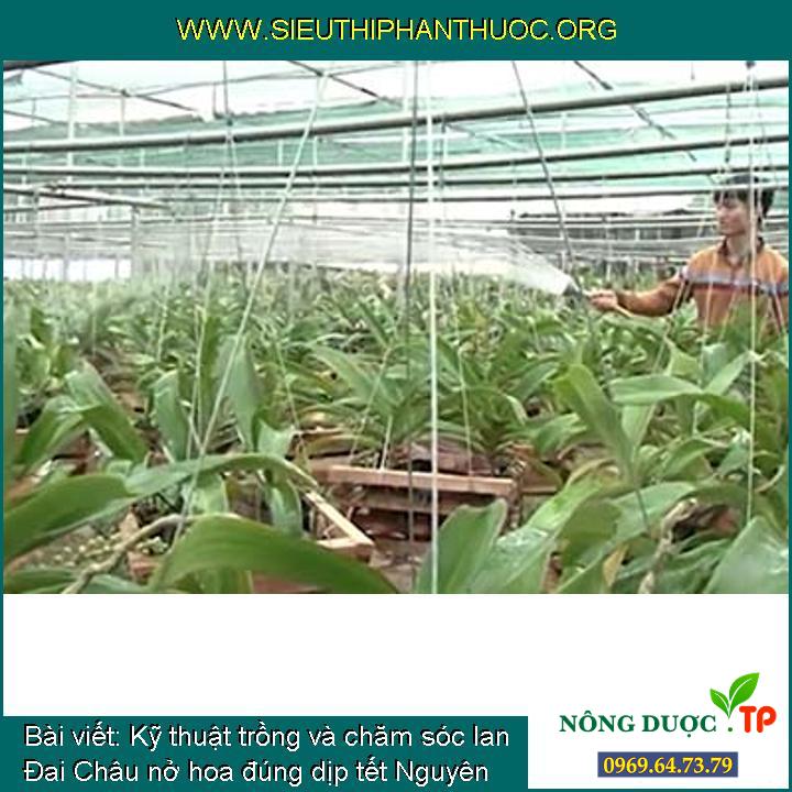 Kỹ thuật trồng và chăm sóc lan Đai Châu nở hoa đúng dịp tết Nguyên Đán