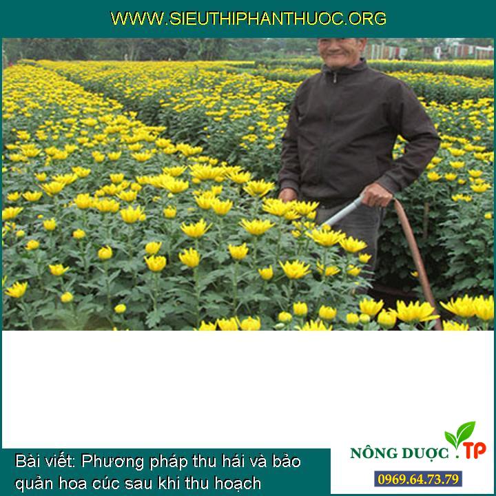 Phương pháp thu hái và bảo quản hoa cúc sau khi thu hoạch