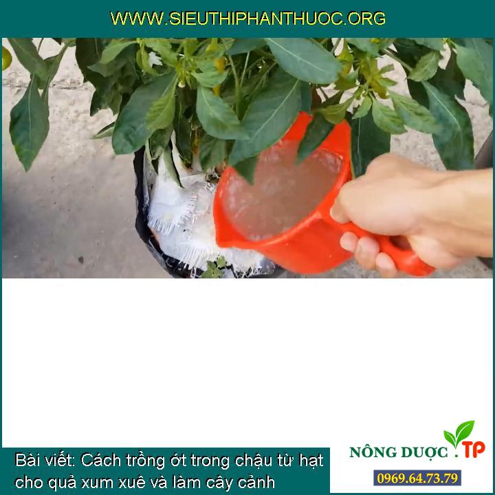 Cách trồng ớt trong chậu từ hạt cho quả xum xuê và làm cây cảnh