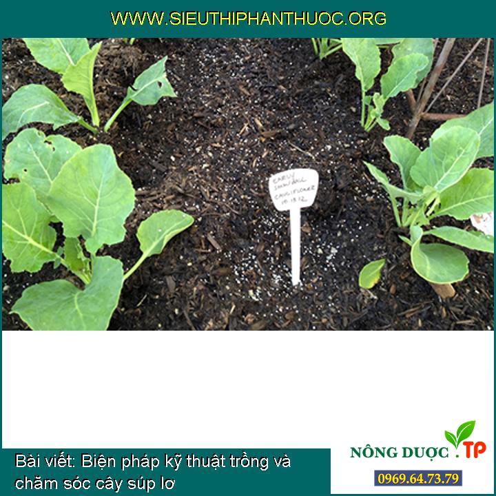 Biện pháp kỹ thuật trồng và chăm sóc cây súp lơ
