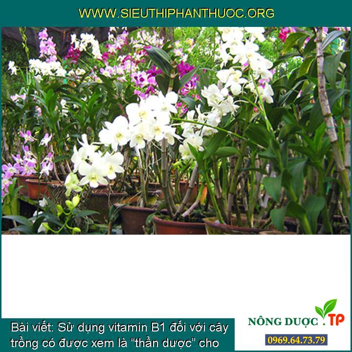 Sử dụng vitamin B1 đối với cây trồng có được xem là “thần dược” cho cây