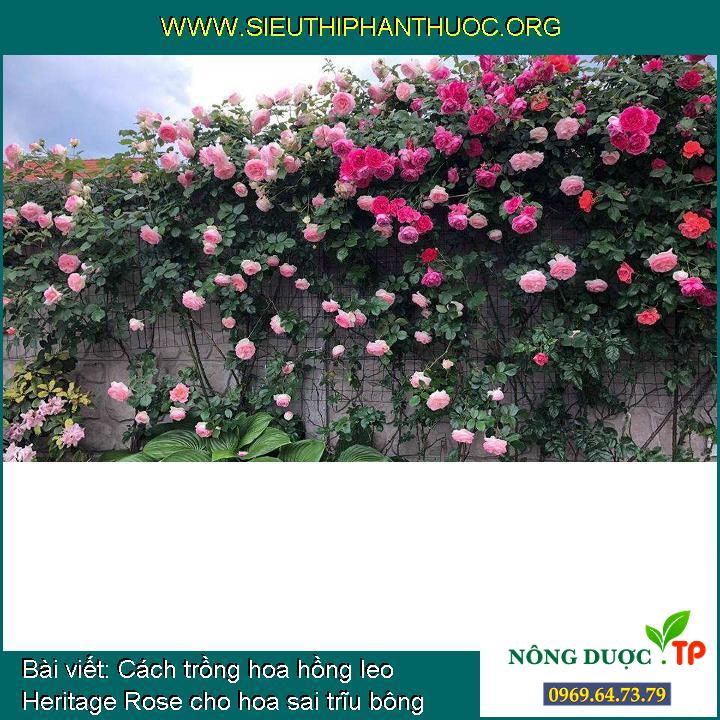 Cách trồng hoa hồng leo Heritage Rose cho hoa sai trĩu bông