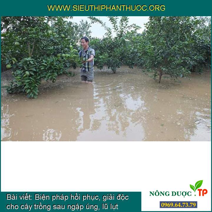Biện pháp hồi phục, giải độc cho cây trồng sau ngập úng, lũ lụt