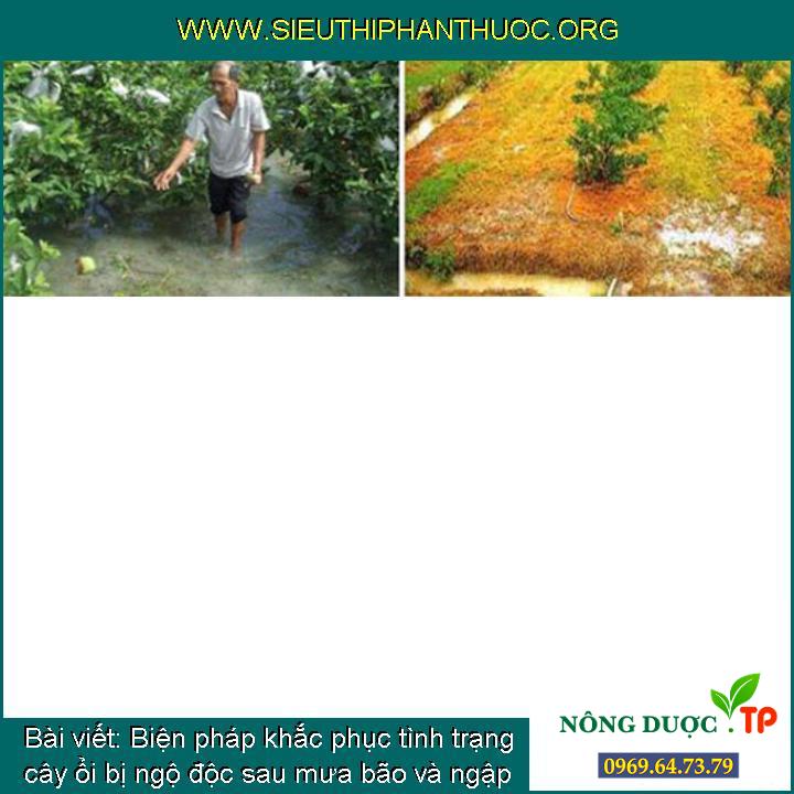 Biện pháp khắc phục tình trạng cây ổi bị ngộ độc sau mưa bão và ngập mặn