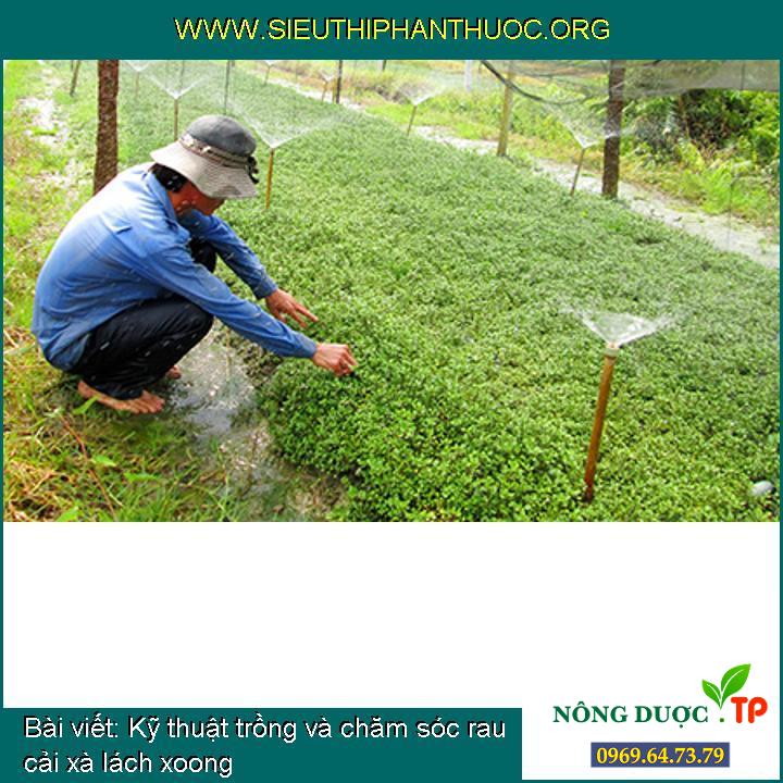 Kỹ thuật trồng và chăm sóc rau cải xà lách xoong