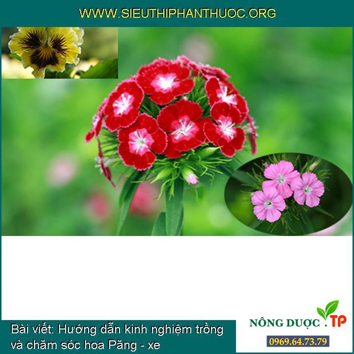 Hướng dẫn kinh nghiệm trồng và chăm sóc hoa Păng - xe