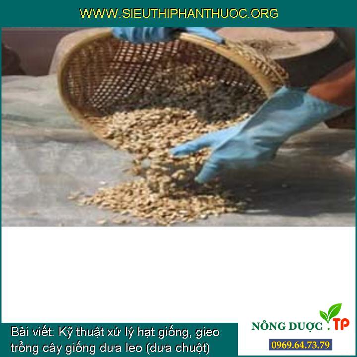 Cách xử lý hạt giống, gieo trồng cây con dưa leo (dưa chuột) (trồng phổ biến )