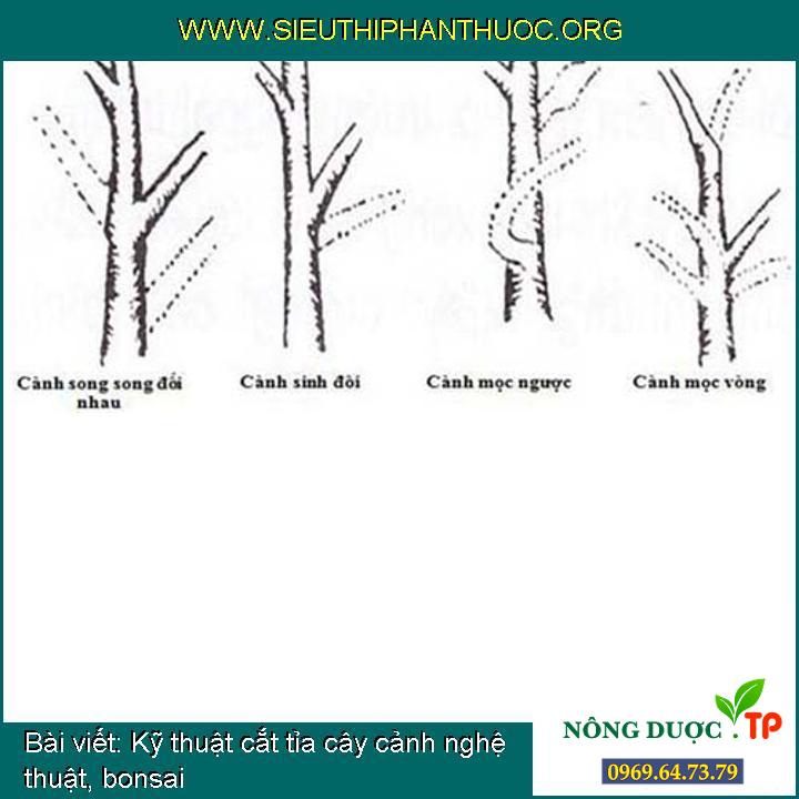 Phương pháp cắt tỉa cây cảnh nghệ thuật, bonsai