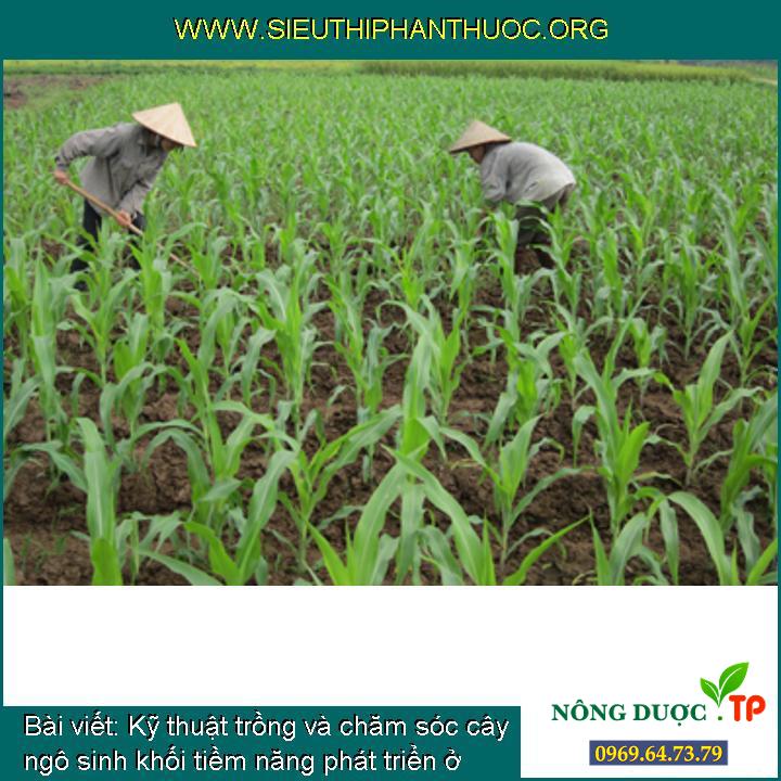 Cách trồng và chăm bón cây ngô sinh khối tiềm năng phát triển ở Việt Nam