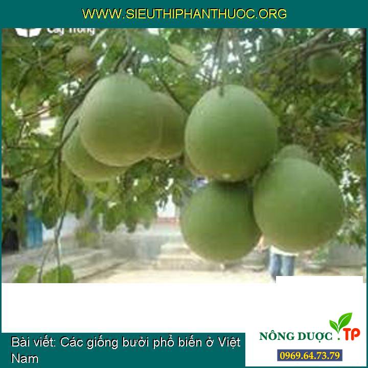 Giới thiệu một số loại giống bưởi ngon ở Việt Nam