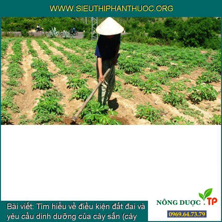 Tìm hiểu thêm về điều kiện đất đai và đòi hỏi dinh dưỡng của cây sắn (cây khoai mì) (cây khoai mì)