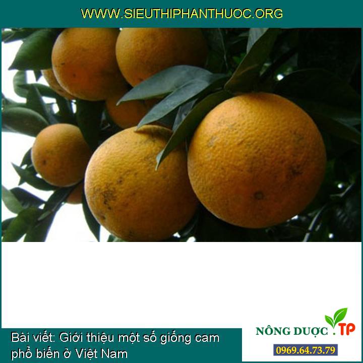 Giới thiệu một số loại giống cam ngon ở Việt Nam