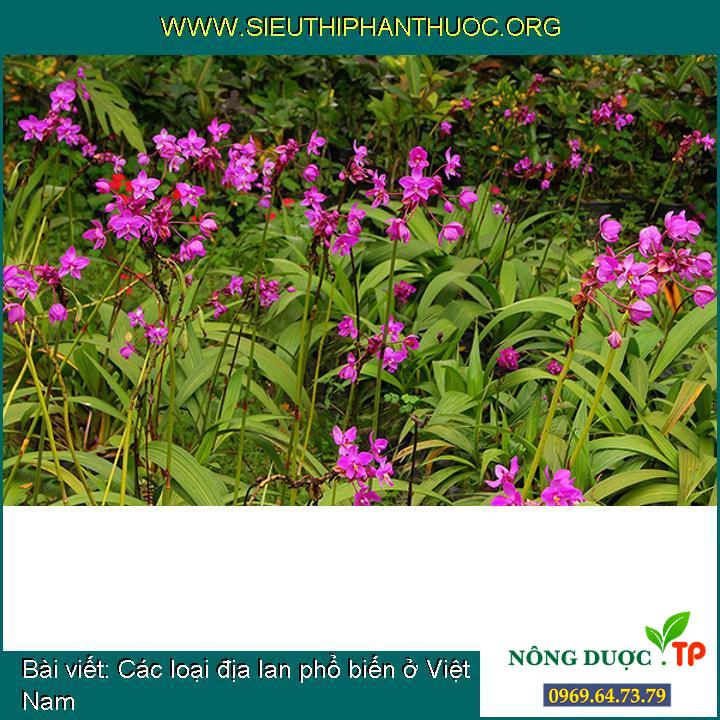 Một số loại địa lan phổ biến ở Việt Nam