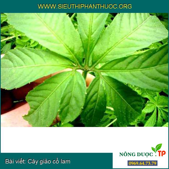 Những điều cần biết về Cây xạ đen