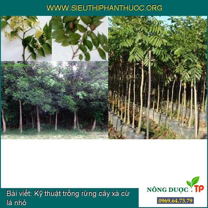 Kỹ thuật trồng rừng cây xà cừ lá nhỏ