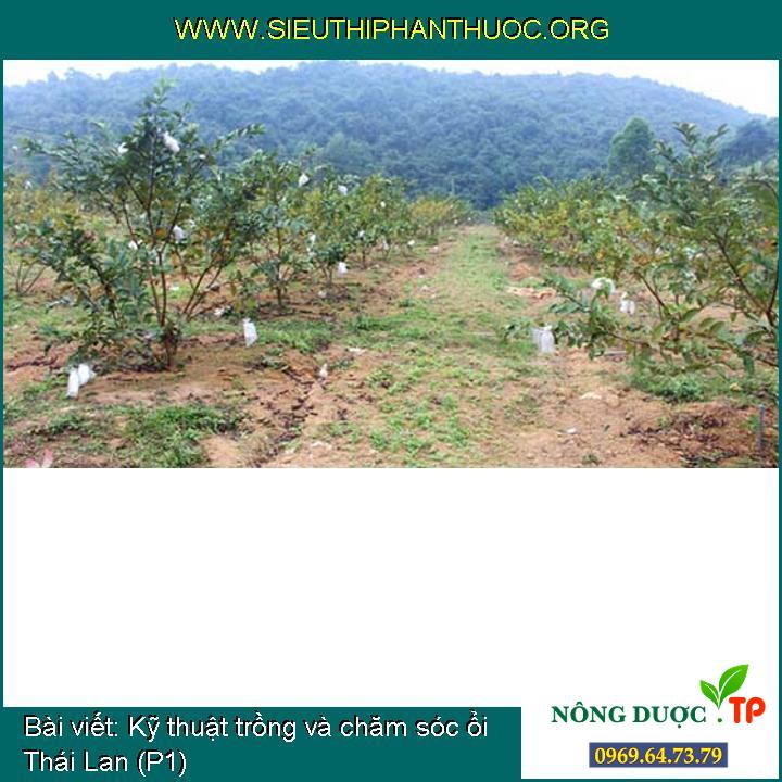 Cách trồng và chăm bón ổi Thái Lan (P1)