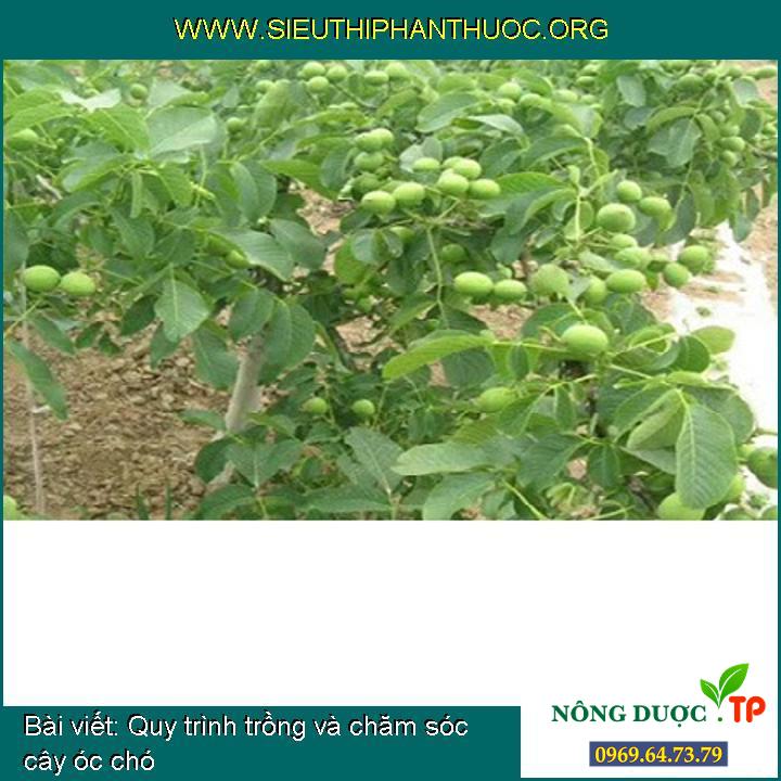Quy trình trồng và chăm sóc cây óc chó