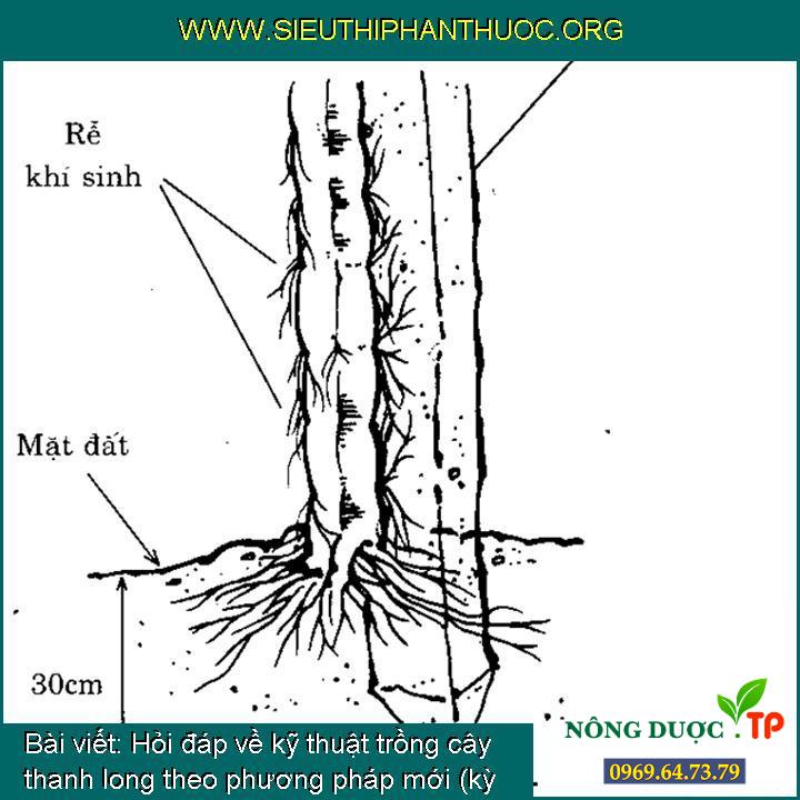 Hỏi đáp về cách trồng cây thanh long theo biện pháp mới (kỳ 1)