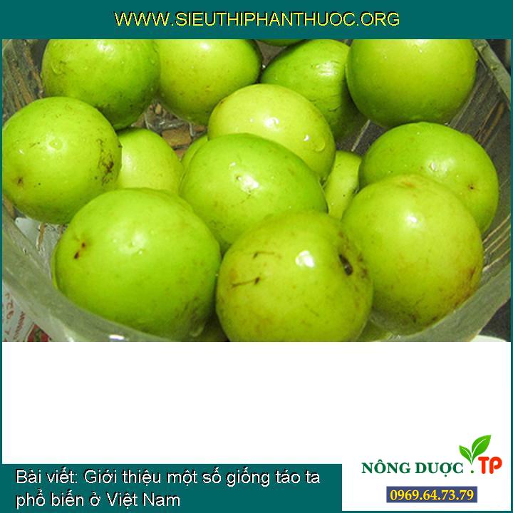 Giới thiệu một số loại giống táo ta phổ biến ở Việt Nam