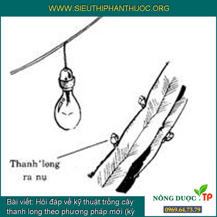 Hỏi đáp về cách trồng cây thanh long theo biện pháp mới (kỳ 9)