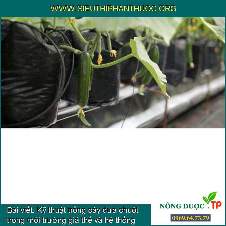 Cách trồng cây dưa chuột trong môi trường giá thể và hệ thống tưới từng giọt
