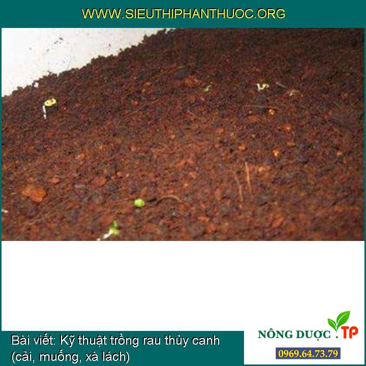 Kỹ thuật trồng rau thủy canh (cải, muống, xà lách) - SIÊU THỊ PHÂN THUỐC
