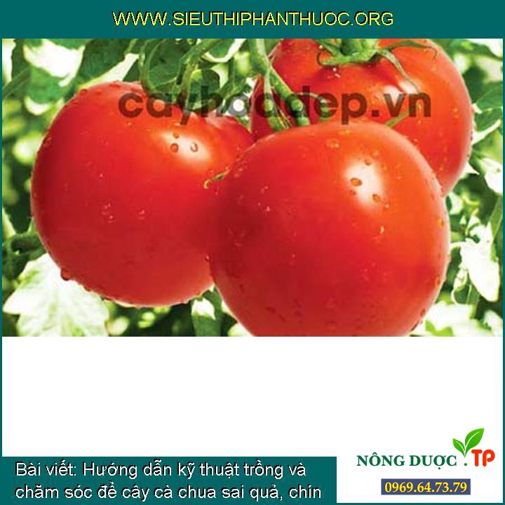 [Ad.] Chia sẻ cách trồng và chăm bón để cây cà chua sai trĩu quả, chín mọng