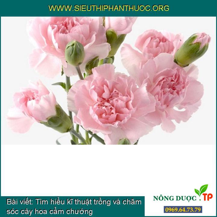 Tìm hiểu thêm kĩ thuật trồng và chăm bón cây hoa cẩm chướng