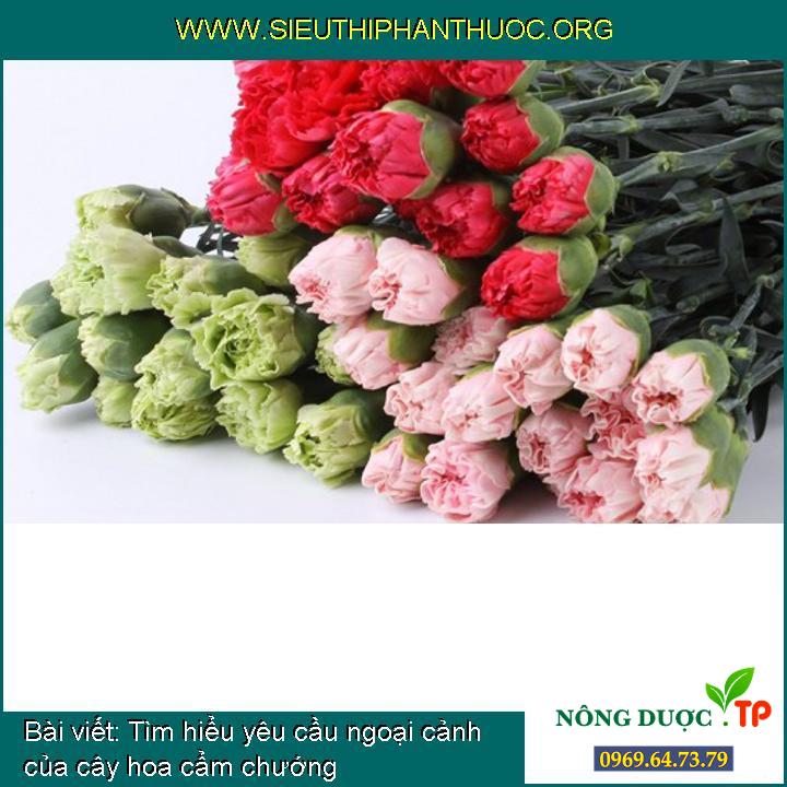 Tìm hiểu thêm đòi hỏi ngoại cảnh của cây hoa cẩm chướng