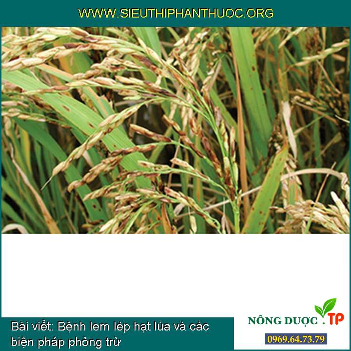 Bệnh lem lép hạt lúa và những giải pháp ngăn ngừa, diệt trừ