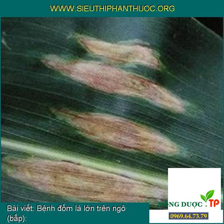 Những điều cần biết về Bệnh đốm lá lớn trên ngô (bắp):