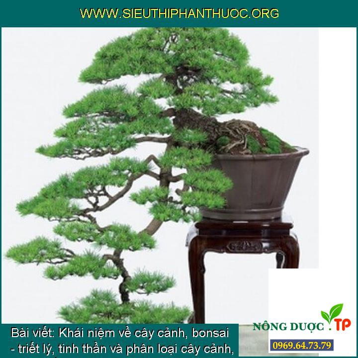 Định nghĩa về cây cảnh, bonsai - triết lý, tinh thần và phân loại cây cảnh, dáng thế