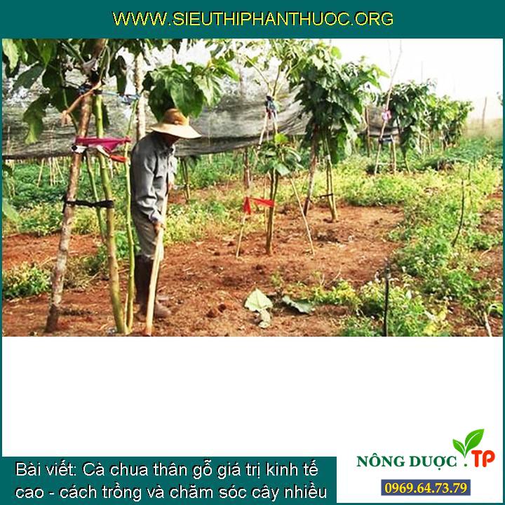 Cà chua thân gỗ hiệu quả kinh tế cao - kỹ thuật trồng và chăm bón cây nhiều quả