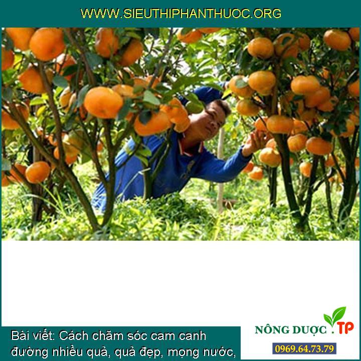 Phương pháp chăm sóc cam canh đường nhiều quả, quả đẹp, mọng nước, ra quả mỗi năm