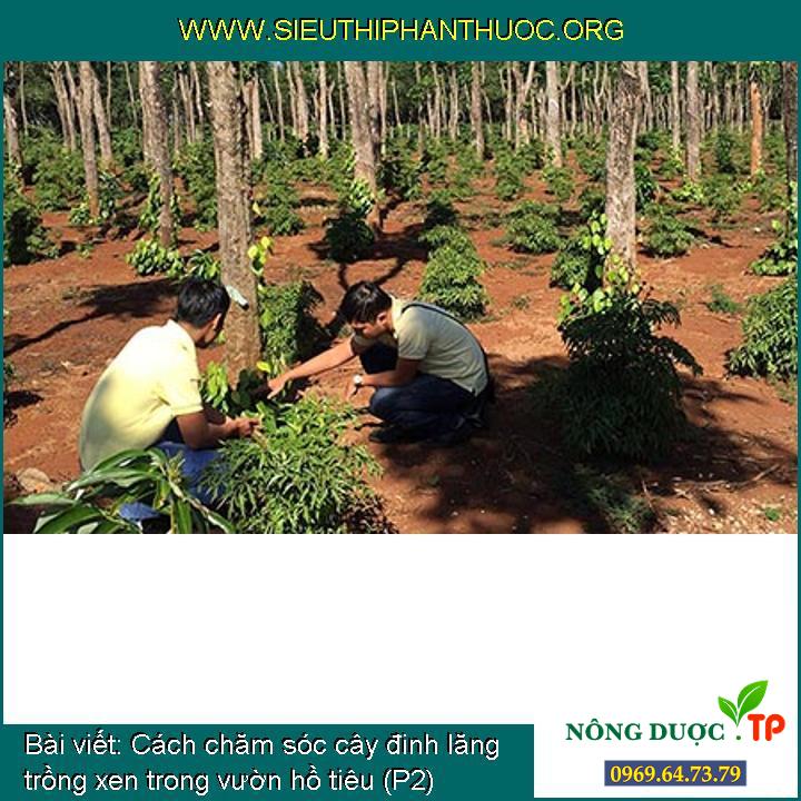Phương pháp chăm sóc cây đinh lăng trồng xen trong vườn hồ tiêu (P2)