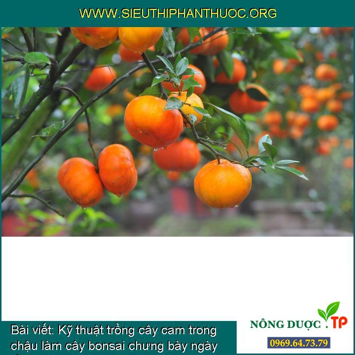 Cách trồng cây cam trong chậu làm cây bonsai chưng bày ngày tết