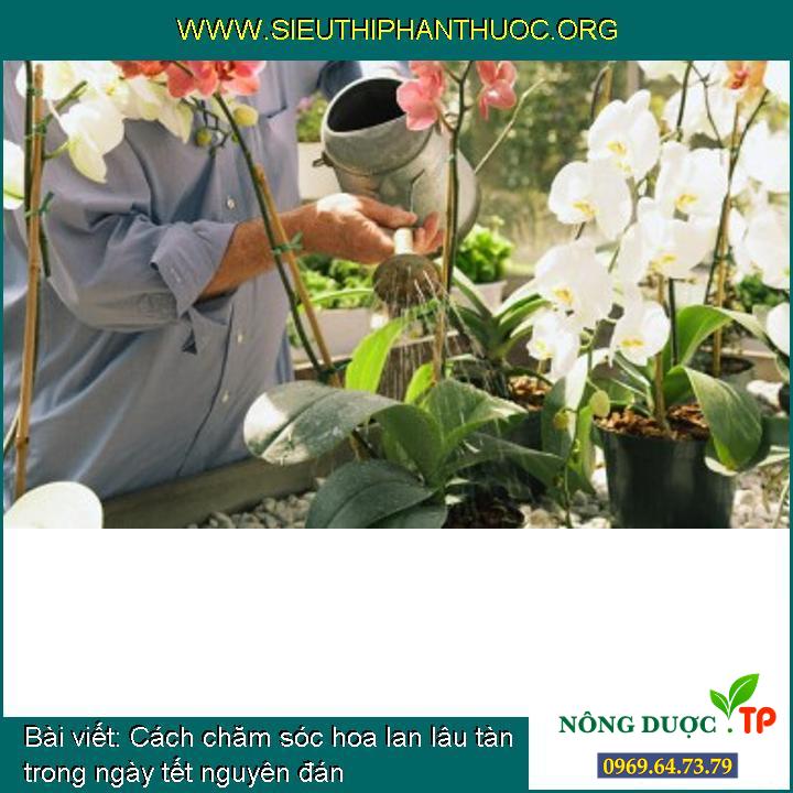 Phương pháp chăm sóc hoa lan lâu tàn trong ngày tết Nguyên Đán