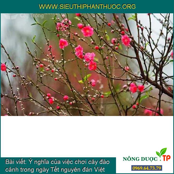 Ý nghĩa của việc chơi cây đào cảnh trong ngày Tết nguyên đán Việt Nam