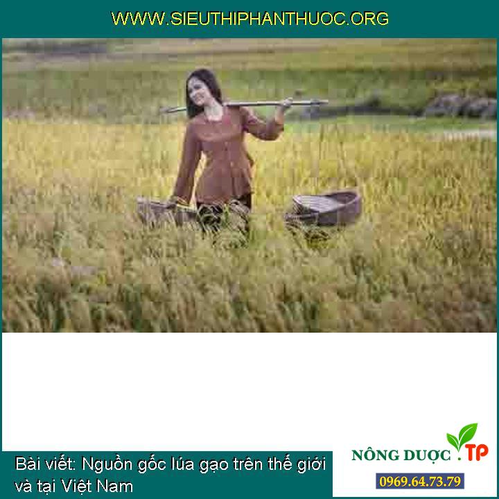 Nguồn gốc lúa gạo trên toàn cầu và tại Việt Nam