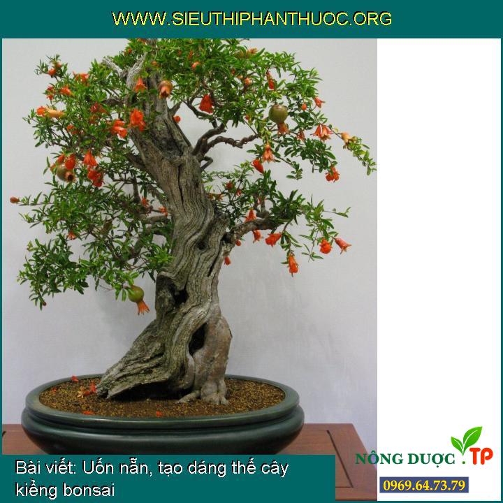 Uốn nắn, tạo dáng thế cho cây kiểng bonsai