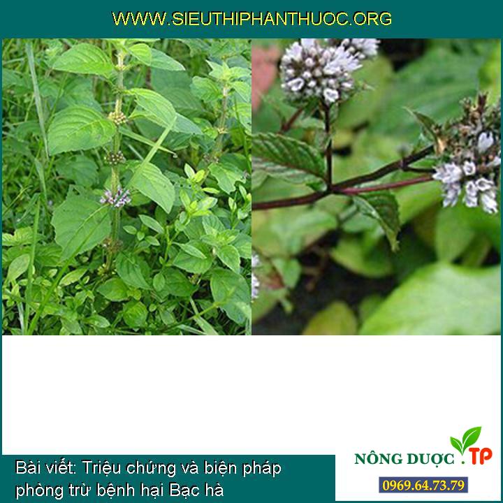 Triệu chứng và biện pháp phòng trừ bệnh hại Bạc hà