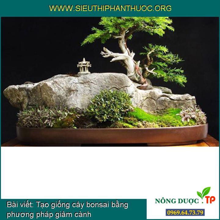 Tạo giống cây bonsai bằng cách giâm cành