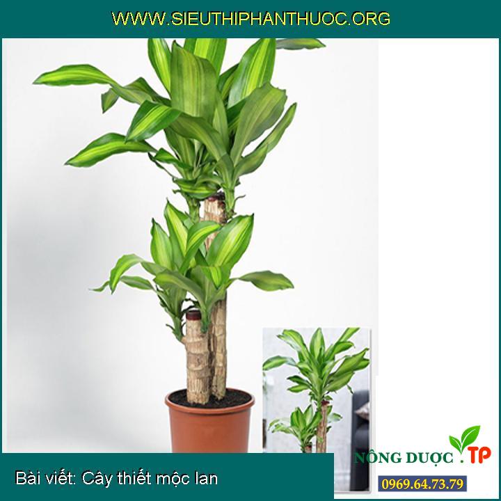 Những điều cần biết về Cây thiết mộc lan