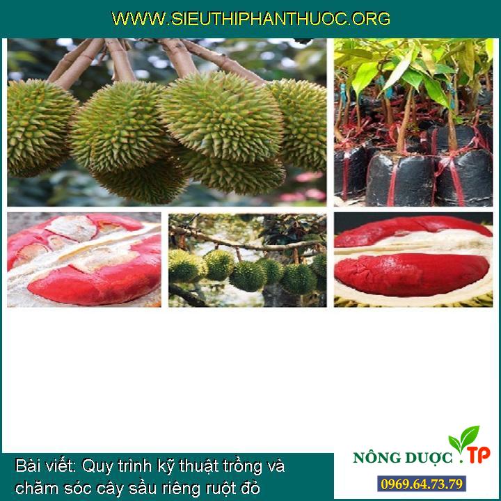 Phương pháp kỹ thuật trồng và chăm bón cây sầu riêng ruột đỏ