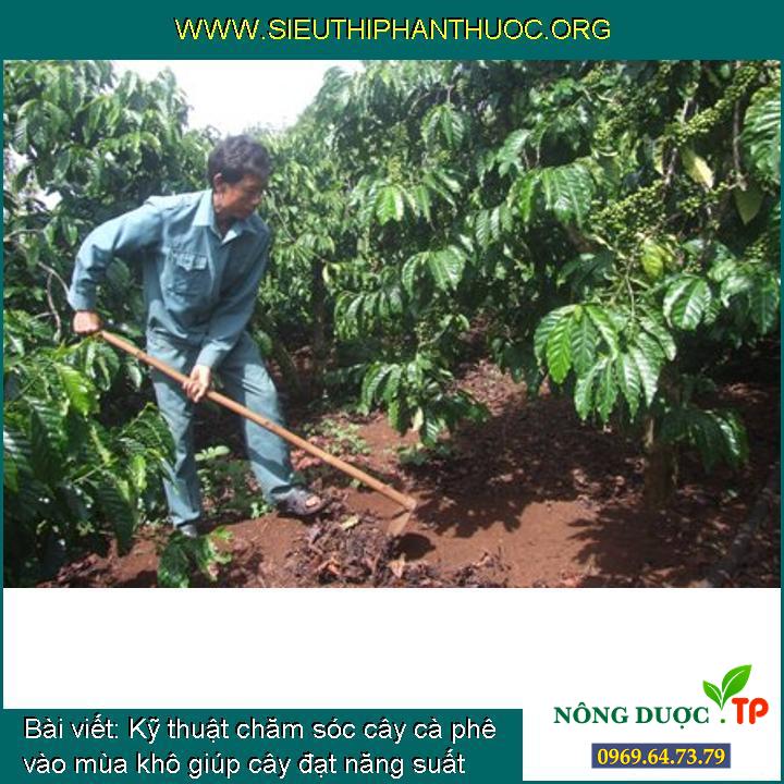 Kỹ thuật chăm sóc cây cà phê vào mùa khô giúp cây đạt năng suất cao