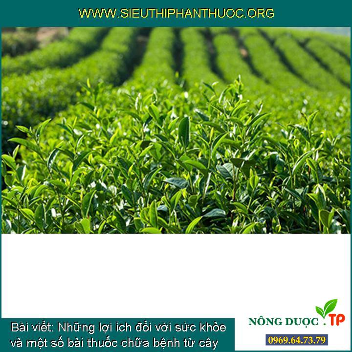 Các ích lợi đối với sức khỏe và một vài vị thuốc trị bệnh từ cây chè (trà)