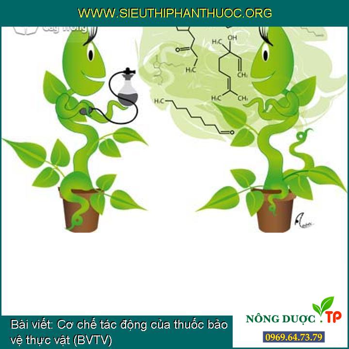 Cơ chế ảnh hưởng của thuốc bvtv (thuốc bảo vệ thực vật) (BVTV)